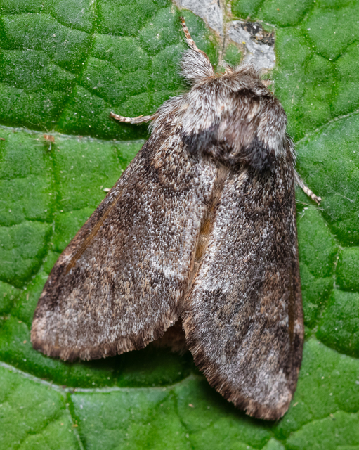 Drymonia dodonea - bélyeges púposszövő