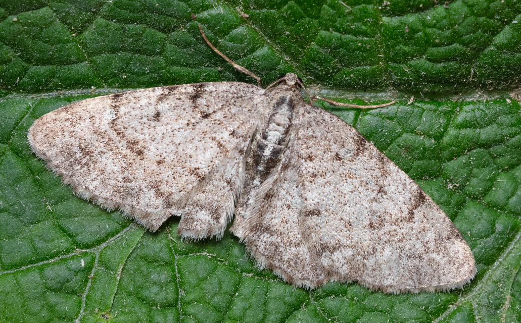Aethalura punctulata - szürke égeraraszoló