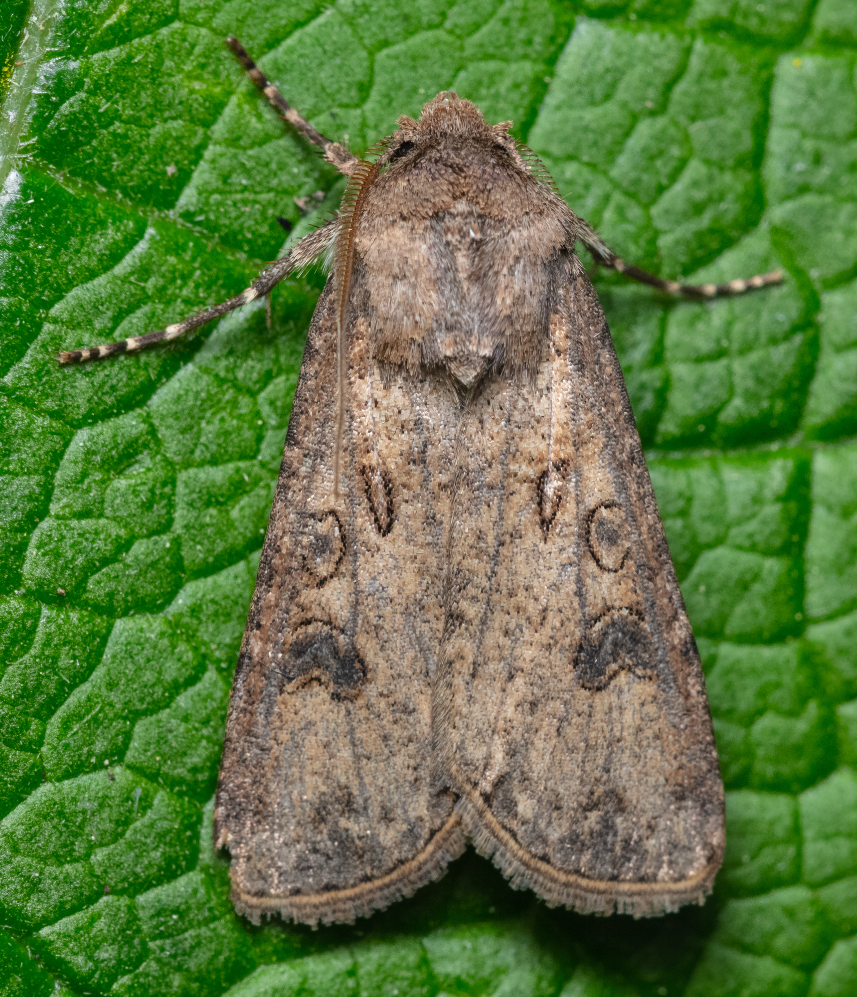 Agrotis segetum - vetési földibagoly