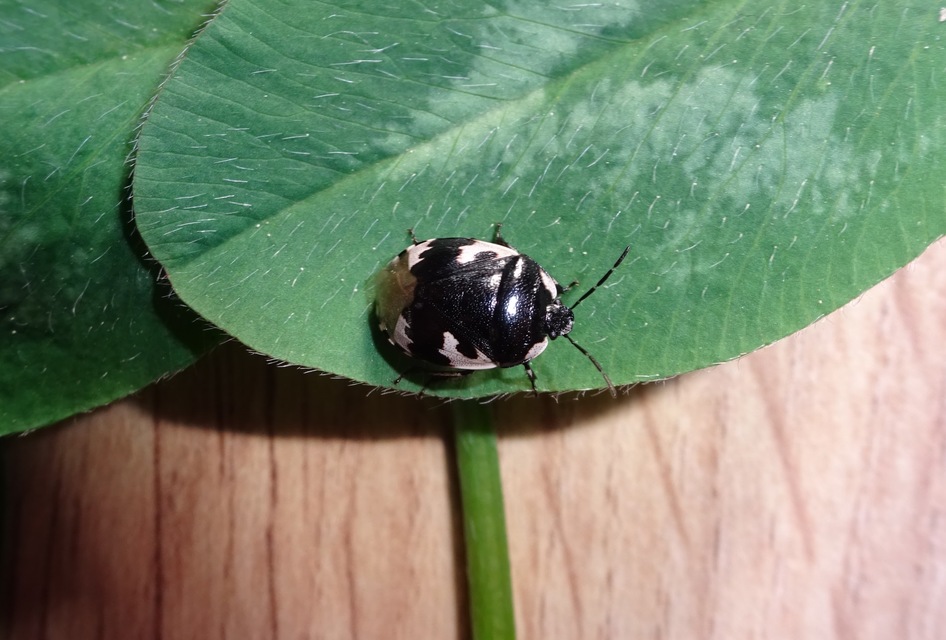 Tritomegas bicolor - foltos földipoloska