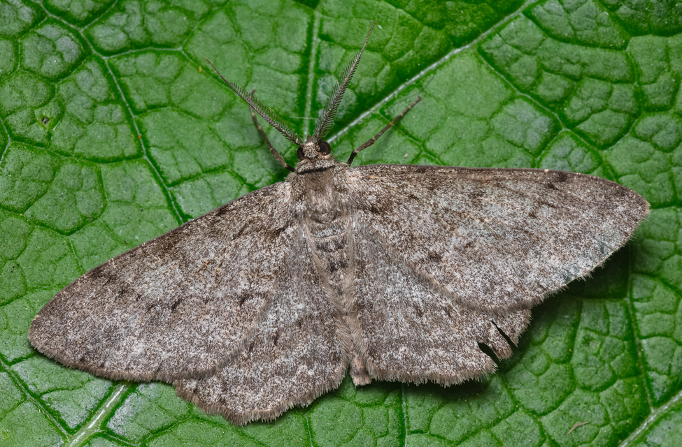 Hypomecis punctinalis - pettyes faaraszoló