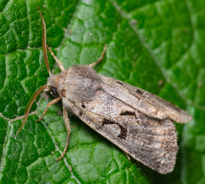 Orthosia gothica - feketefoltos barkabagoly
