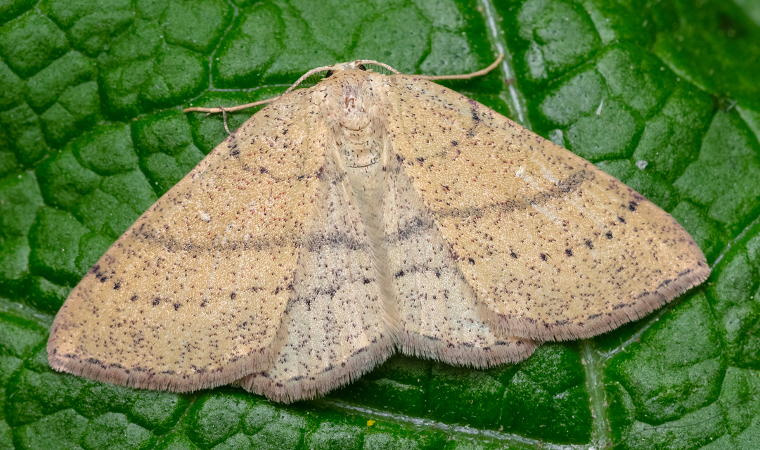 Cyclophora ruficiliaria - vörösrojtú pettyesaraszoló