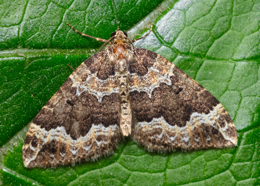 Lampropteryx suffumata - füstös araszoló
