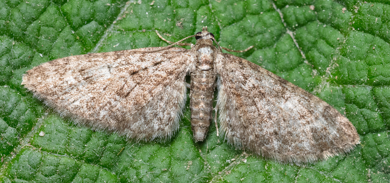 Eupithecia abbreviata - korai törpearaszoló