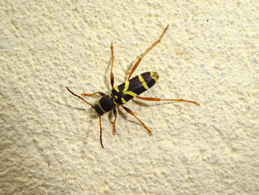 Clytus arietis - közönséges darázscincér