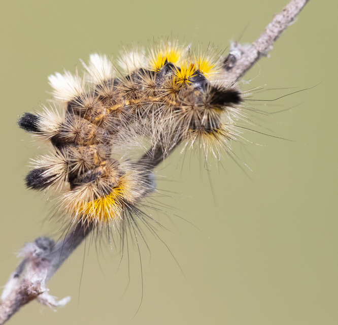 Gynaephora fascelina - vesszős szövő