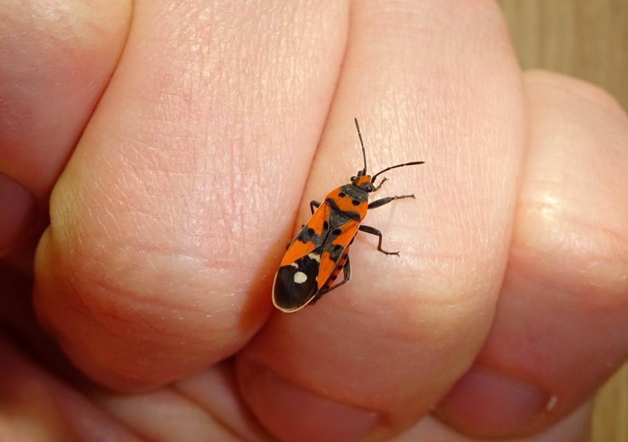 Lygaeus equestris - közönséges lovagbodobács