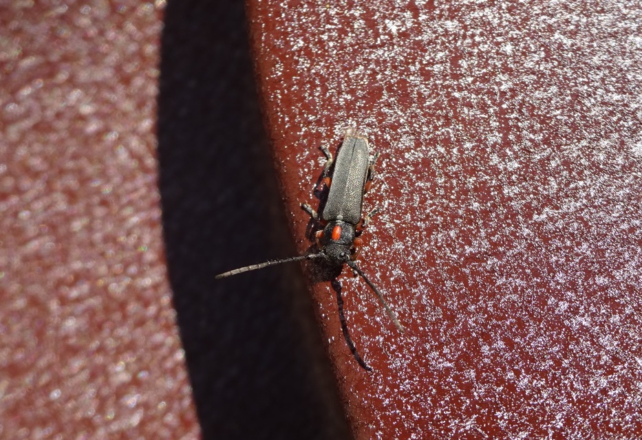 Phytoecia pustulata - parányi fűcincér