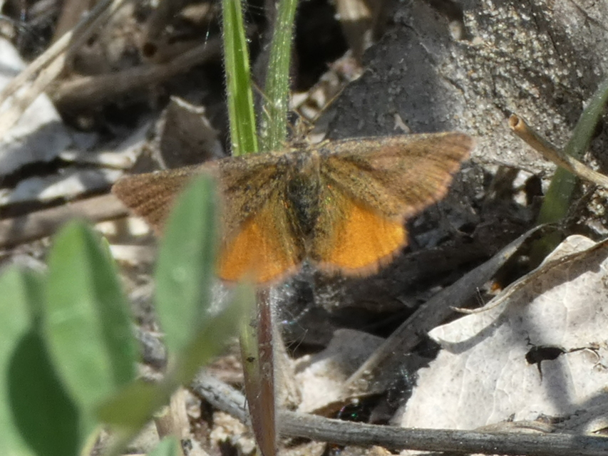 Lythria purpuraria - bíborsávos araszoló