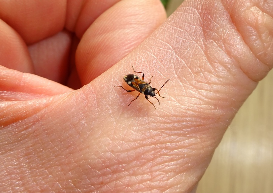 Raglius alboacuminatus - tarka díszesbodobács