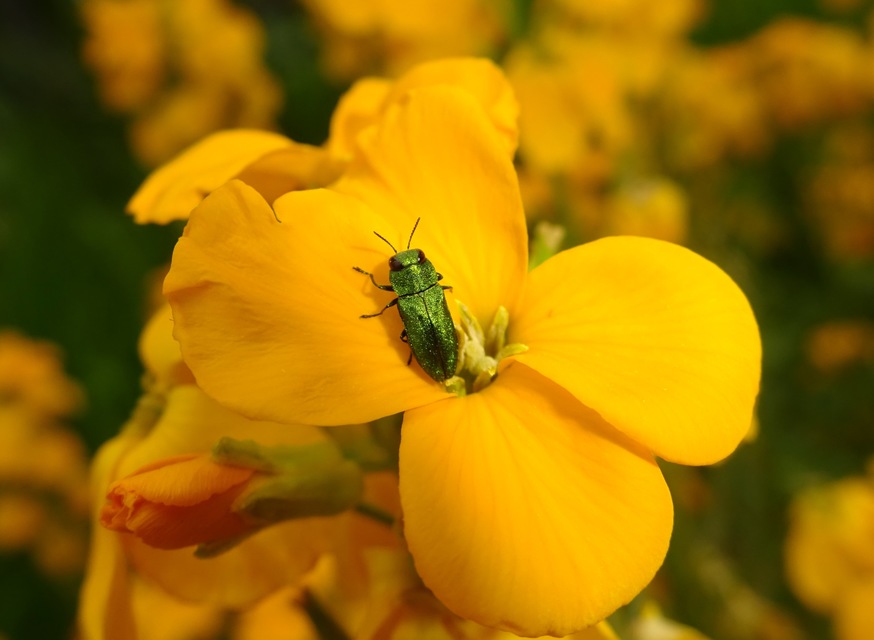 Anthaxia nitidula - ragyogó virágdíszbogár