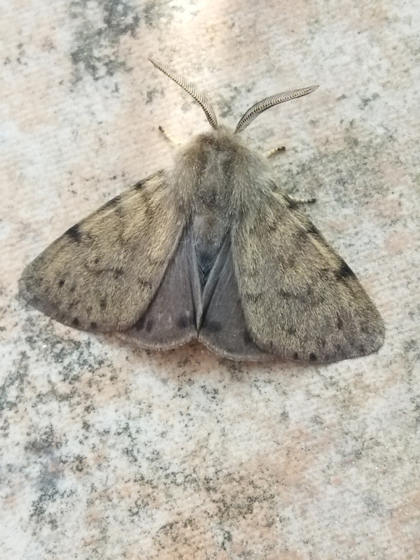 Diaphora luctuosa - gyászos medvelepke