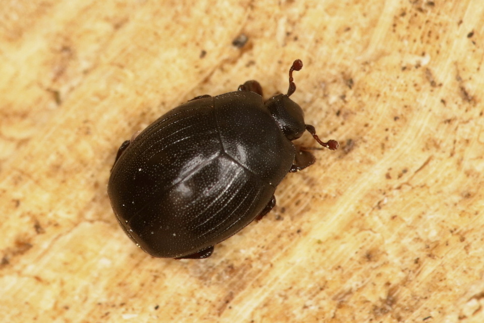 Coleoptera - Bogarak