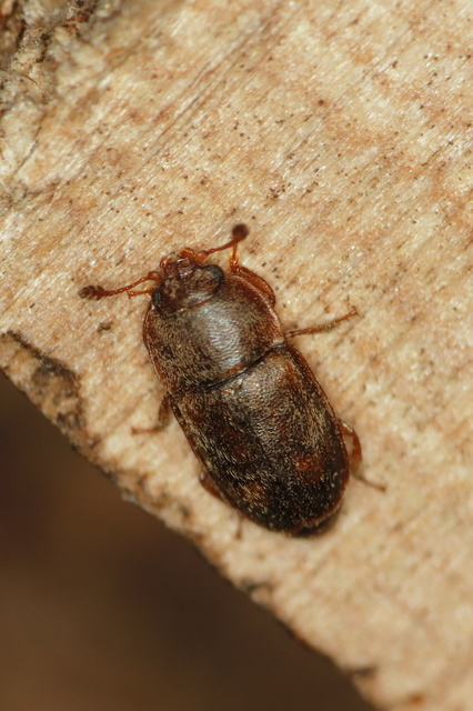Coleoptera - Bogarak
