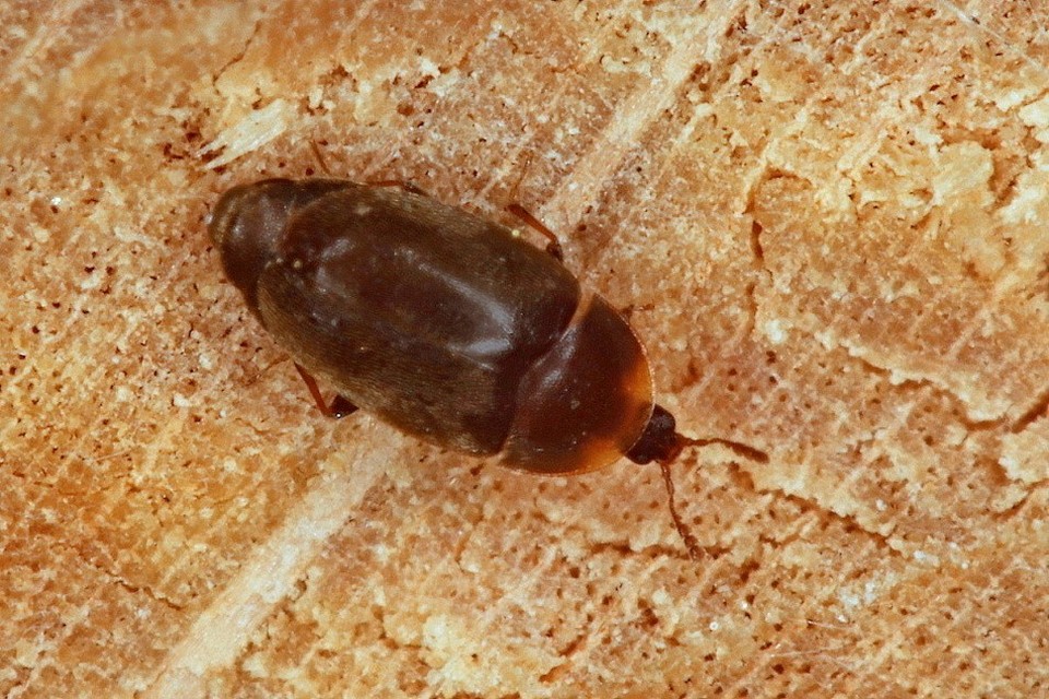 Coleoptera - Bogarak