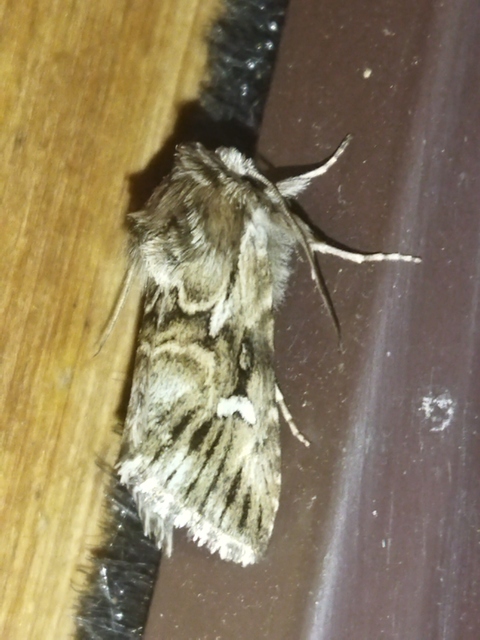 Calophasia lunula - gyújtoványfű-apróbagoly