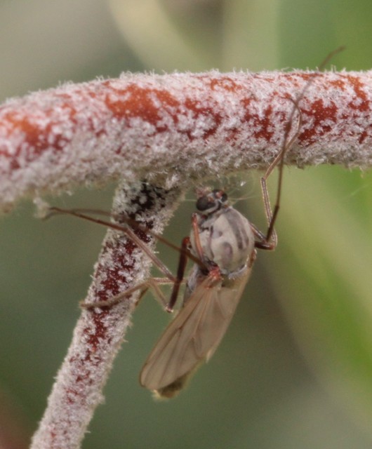 Chironomini