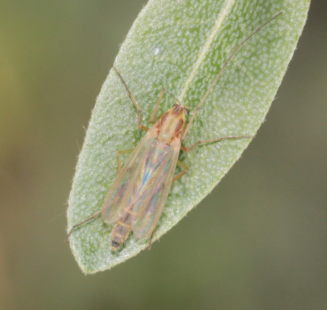 Chironomini