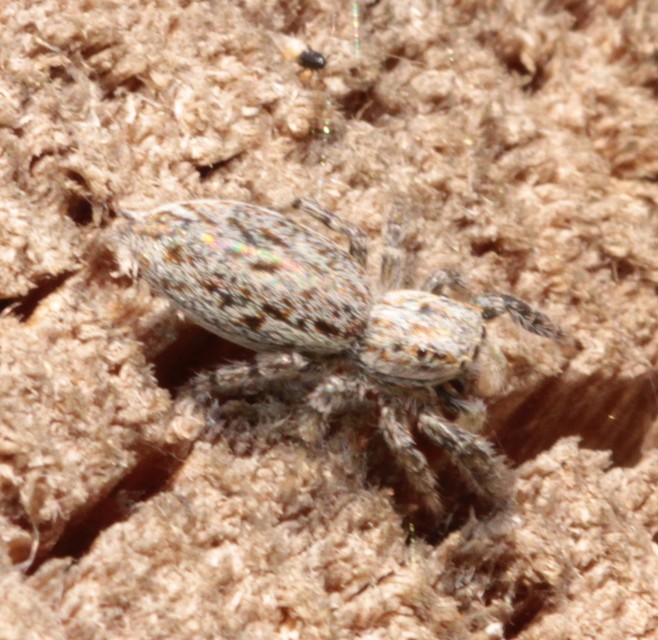 Pseudicius encarpatus - kéregugrópók