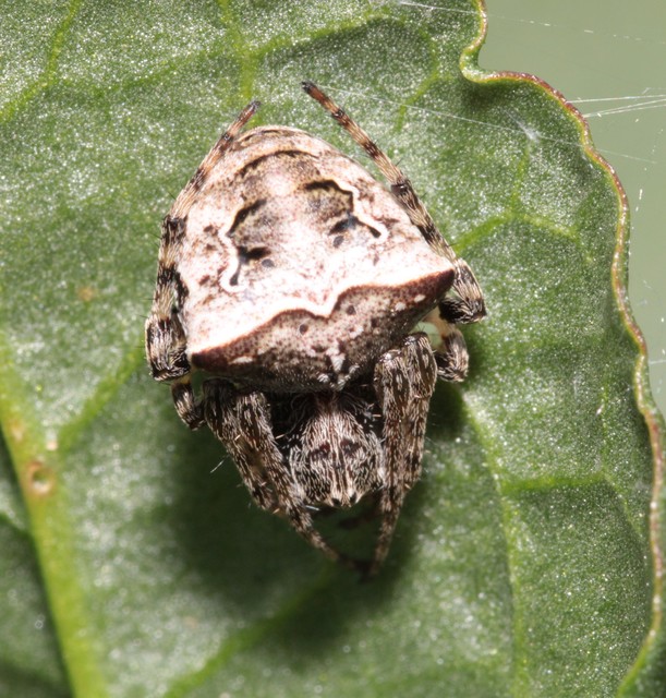 Gibbaranea