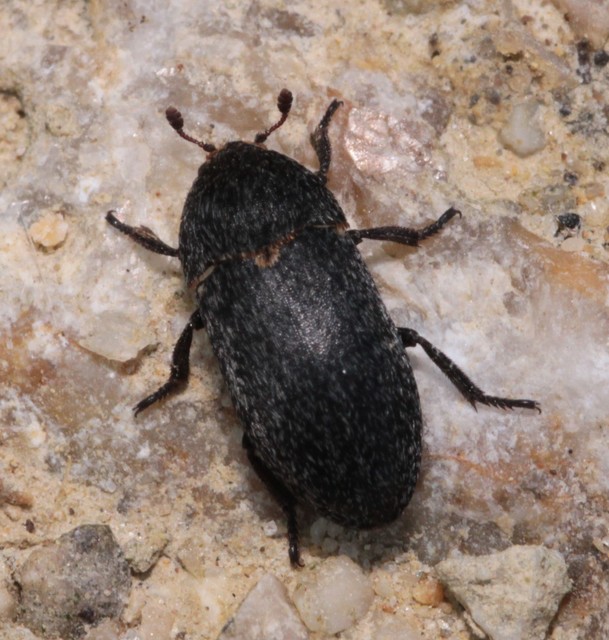 Dermestes laniarius - gyászos porva