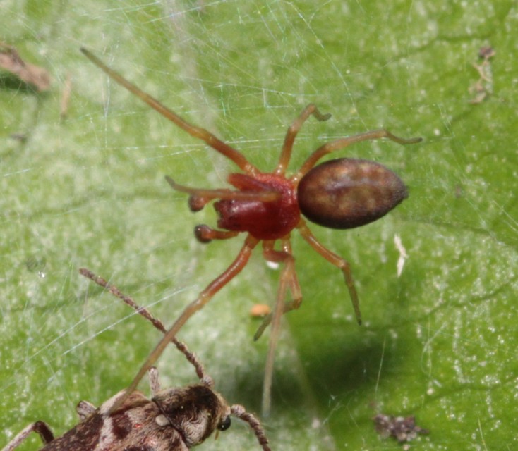 Nigma flavescens - vöröslő hamvaspók