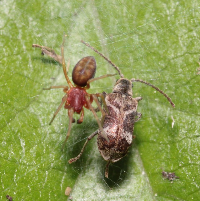 Ptinomorphus imperialis - díszes álszú
