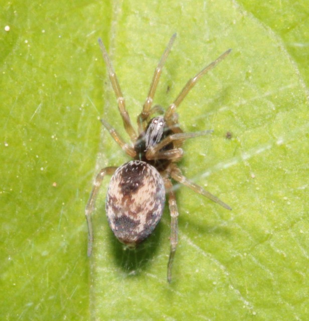 Dictyna