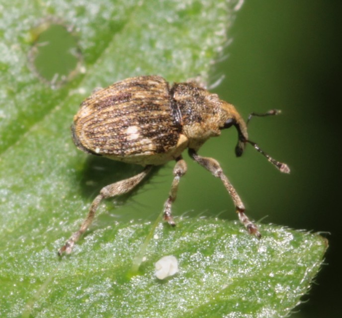 Nedyus quadrimaculatus - közönséges csalánormányos