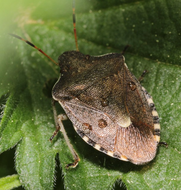 Peribalus strictus - tavaszi címerespoloska Peribalus strictus - tavaszi címerespoloska
