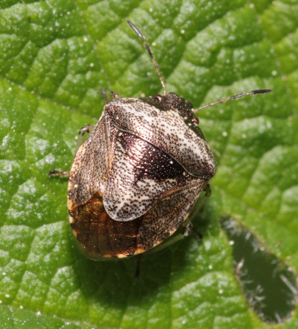 Stagonomus venustissimus - foltos feketefejű-poloska Stagonomus venustissimus - foltos feketefejű-poloska