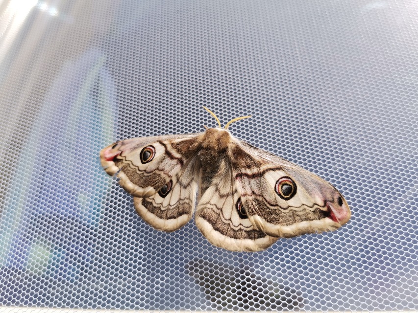 Saturnia pavoniella/pavonia