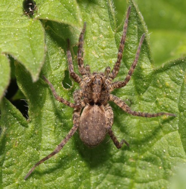Pardosa