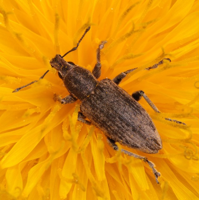 Tanymecus palliatus - közönséges hegyesfarúbarkó