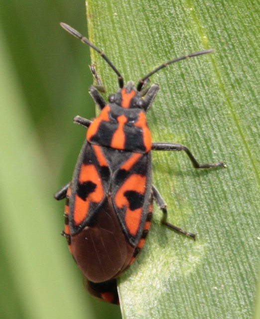 Spilostethus saxatilis - virágbodobács