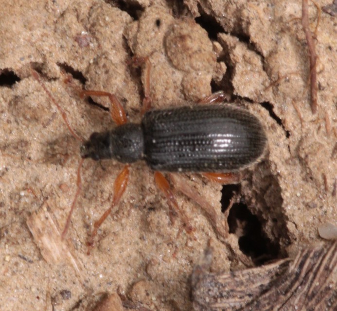 Phyllobius oblongus - közönséges levélormányos