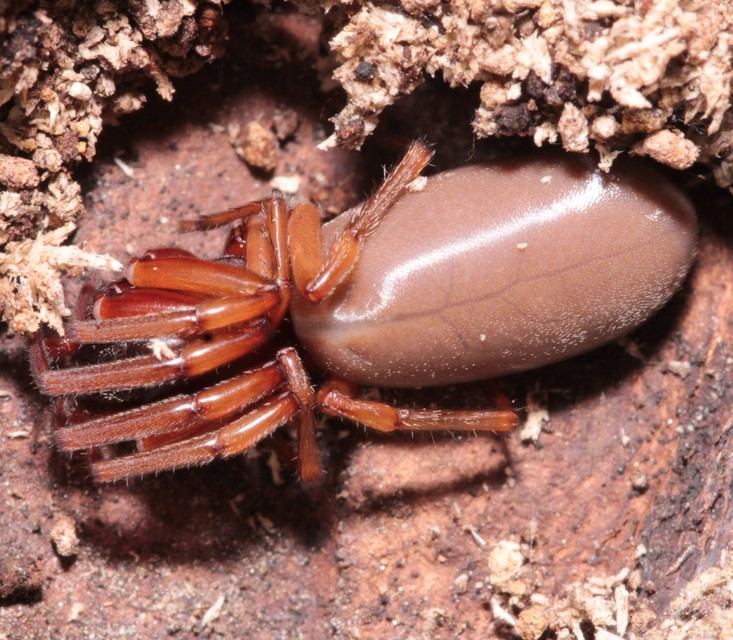 Dysderidae - fojtópókok