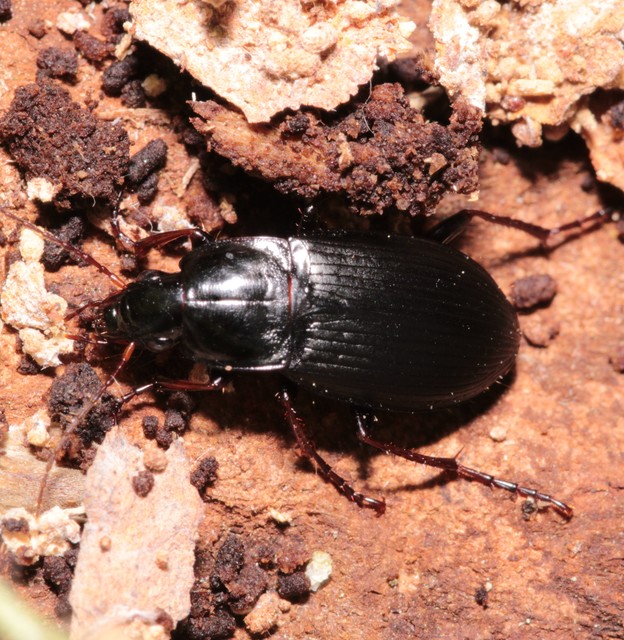 Calathus fuscipes - sokpontos tarfutó