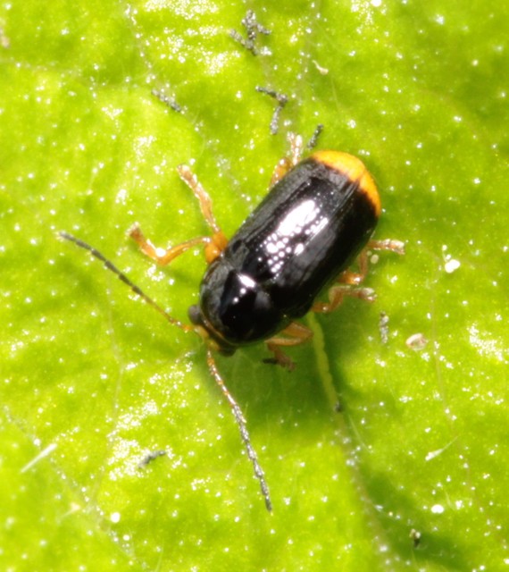 Cryptocephalus chrysopus - sárgavégű zömökbogár