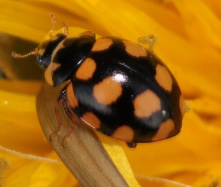Coccinula quatuordecimpustulata - feketesárga katóka