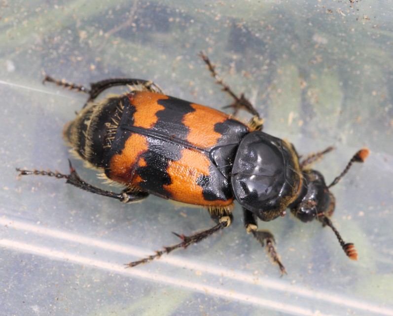 Nicrophorus vespillo - közönséges temetőbogár