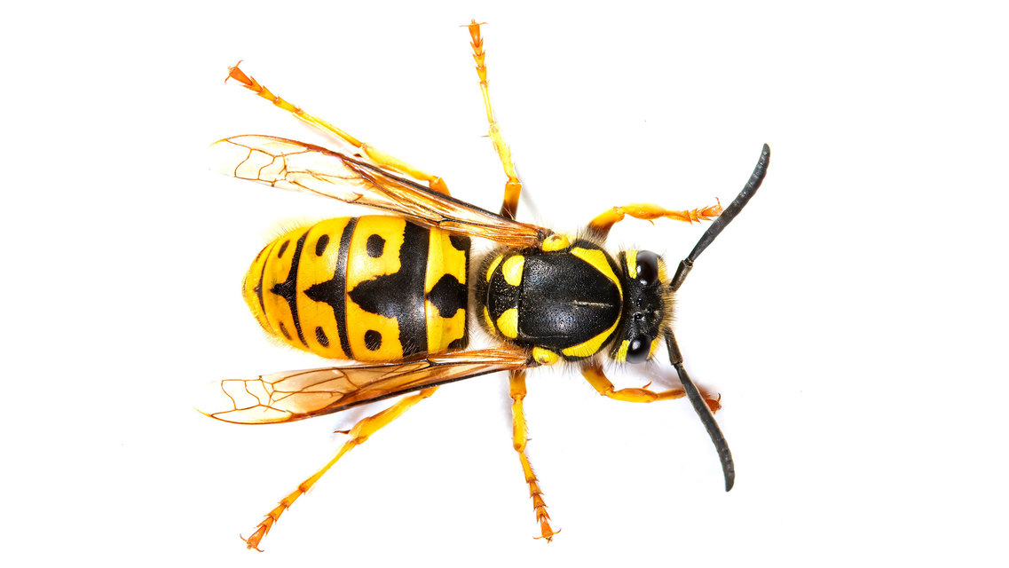 Vespula germanica - német darázs