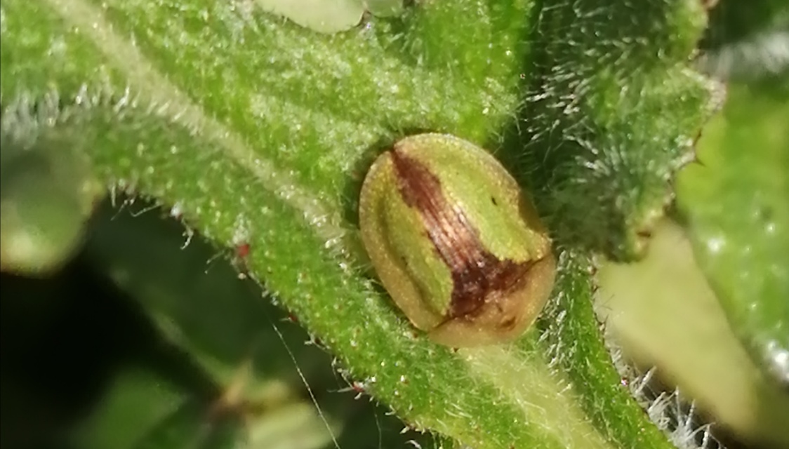 Cassida