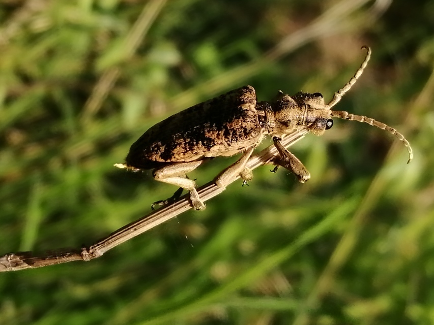 Rhagium sycophanta - tölgyes-tövisescincér