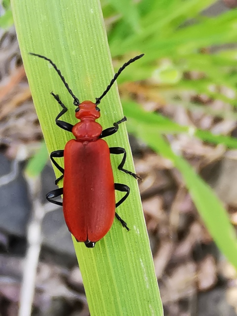 Pyrochroa serraticornis - közép-bíborbogár