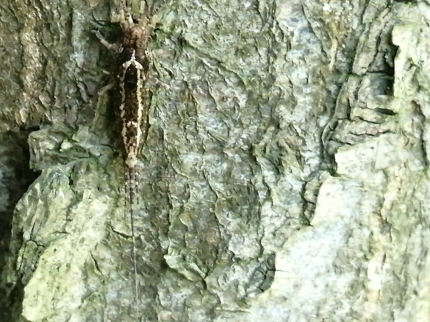 Archaeognatha - Ugróősrovarok