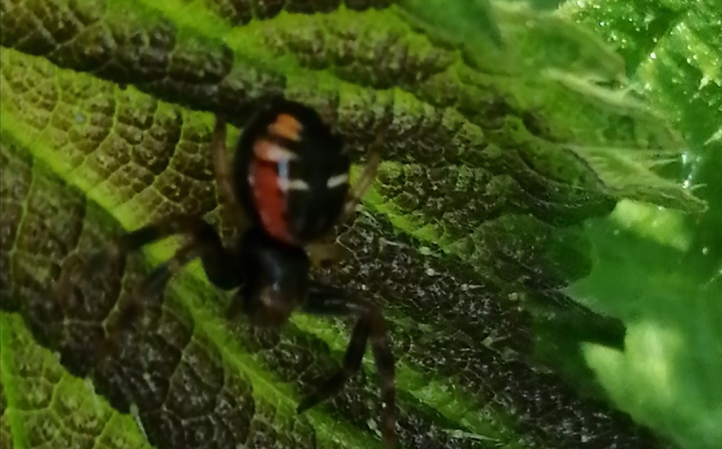 Synema globosum/ornatum