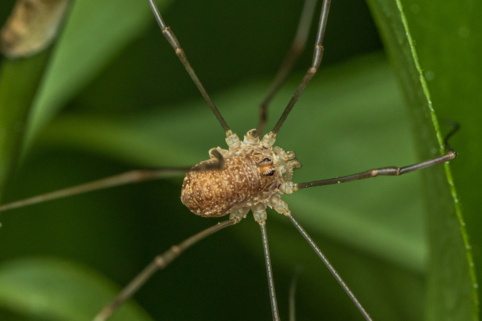 Rilaena triangularis