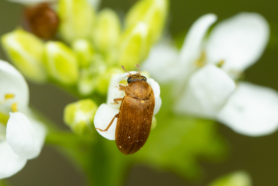 Byturus ochraceus - gyömbérgyökérbogár